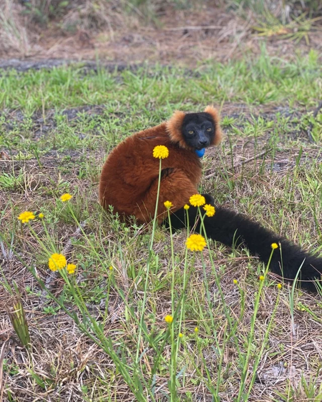 Ranomamy enjoying a beautiful day in the forest ❤️