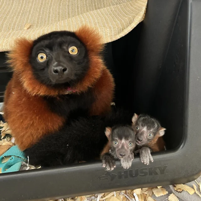 Next up, we would like to introduce you to twin Red Ruffed Lemurs, Furry and Fuzzy! Furry and Fuzzy are named after a book about twin red ruffed lemurs in our Ako book series! They were born on April 20, 2024. Furry is a fun-loving boy, and Fuzzy is a sassy little girl. Both have quickly weaseled their way into staff's hearts and give their family group a run for their money! Furry and Fuzzy are children of mom Zazabe and dad Ranomamy. They also live with their siblings Onilahy, Atody, and Mangoky. There's never a dull moment with this group!!