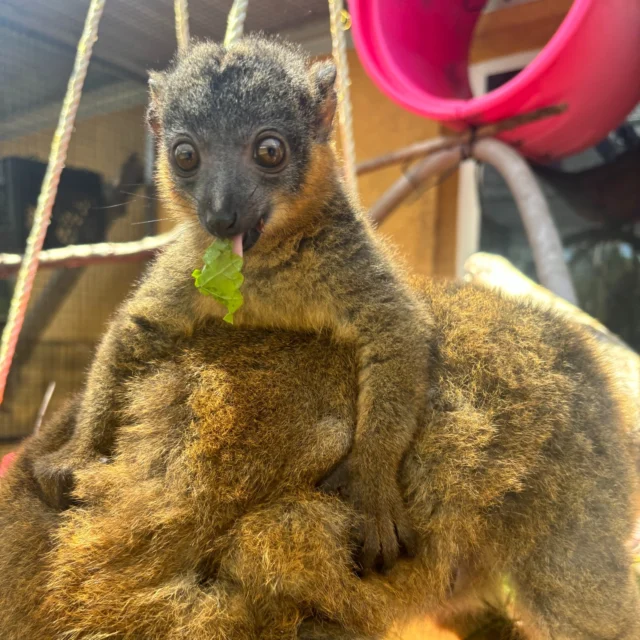It is officially baby season here at LCF! In celebration, we are going to introduce you to the infants born last year! First up, is Chandler, the Collared Lemur. Born to mom Isabelle and Dad Vincent, Chandler made her debut on April 12th, 2024. Chandler has become quite the mischievous little girl and is often seen running around with her siblings trying to steal snacks from Vincent.  Welcome Chandler!!