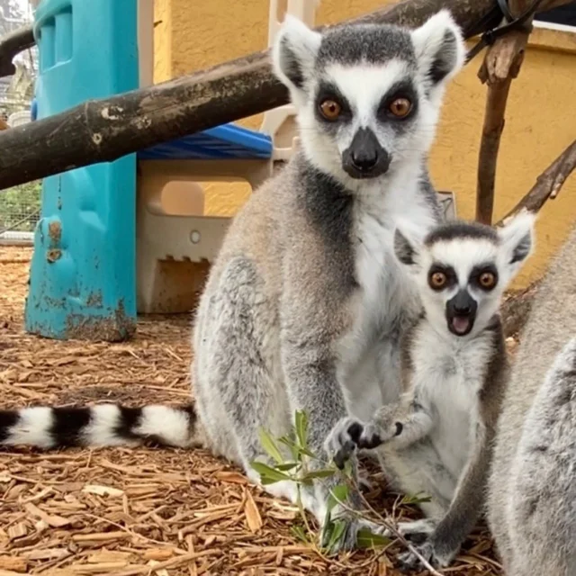 Our final baby of the 2024 season is Orchard, the ring-tailed lemur. Orchard was born on May 3, 2024 and loves spending her time playing with sister Natty and her Collared lemur friends Chandler, Percival, and Bernadette! Orchard is a sweet little lady who quickly grabs the attention whoever may be nearby! Daughter to mom Dalia and dad Goose, Orchard is well cared for and looked after!