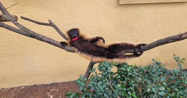 Summertime calls for some lounging and relaxation! Red Ruffed Lemur, Rivotra, is leading by example here at LCF! Make sure you are staying hydrated and taking time to rest as it continues to get warmer this month! #summertime #vareciarubra #Rivotra #LCF