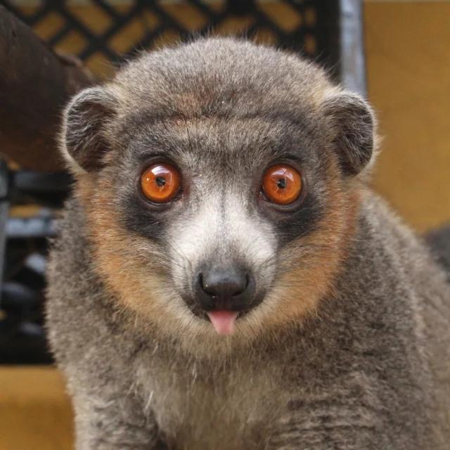 Today is #FeatureFriday and it's all about Julio, the Mongoose lemur! Julio was born here at LCF on June 3, 2018 to Leena and Merced. Known for his curious nature and mischievous personality, Julio makes a lasting impression on all those who have worked with him! Most days Julio can be found snuggling up to his partner, 24 year old Mongoose lemur Kikeli, or observing his neighbors, Common Brown lemurs Zinfandel and Muga, to make sure they aren't doing anything suspicious! #eulemurmongoz #Julio #mongooselemur #lcf #conservation