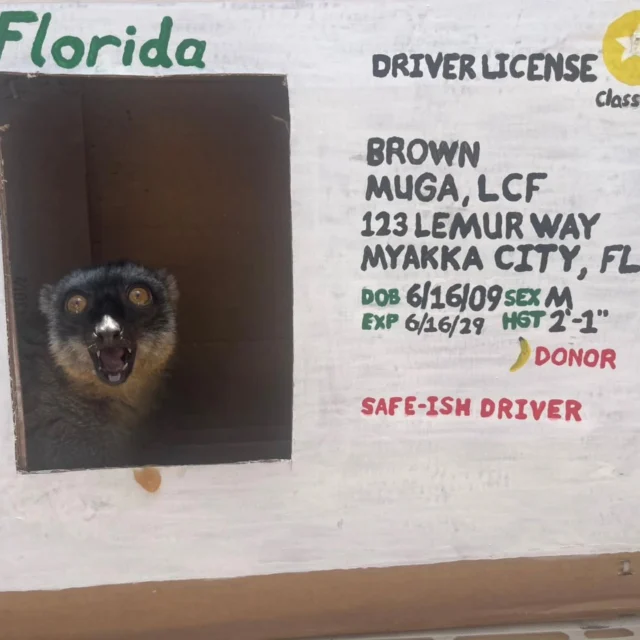 We were able to celebrate Common Brown Lemur Muga's 16th birthday earlier this week! Staff created his very own driver's license enrichment based on a Florida driver's license! He got plenty of snacks with his brother Zinfandel(not pictured). 16 is right around middle-aged for most lemurs, but Muga doesn't let that slow him down, as you can see in the video! He still jumps and runs around his enclosure like it's nothing. Due to his big personality and love of all things food, Muga is a lemur who is hard to forget!! We love you, Muga! Happy Birthday❤️ #eulemurfulvus #LCF #lemurconservation #birthday