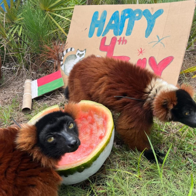 Happy 4th of July to our American fan base! We hope you enjoy your day as much as our lemurs did with their cook out enrichment!!