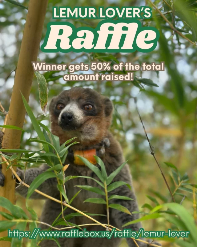 Lemurs are Running Out of Chances - Take This Chance to Save Them! Enter the Lemur Lovers Raffle - there are just a few days left! The winner gets HALF of all the money raised; the lemurs get the rest. www.rafflebox.us/raffle/lemur-lover