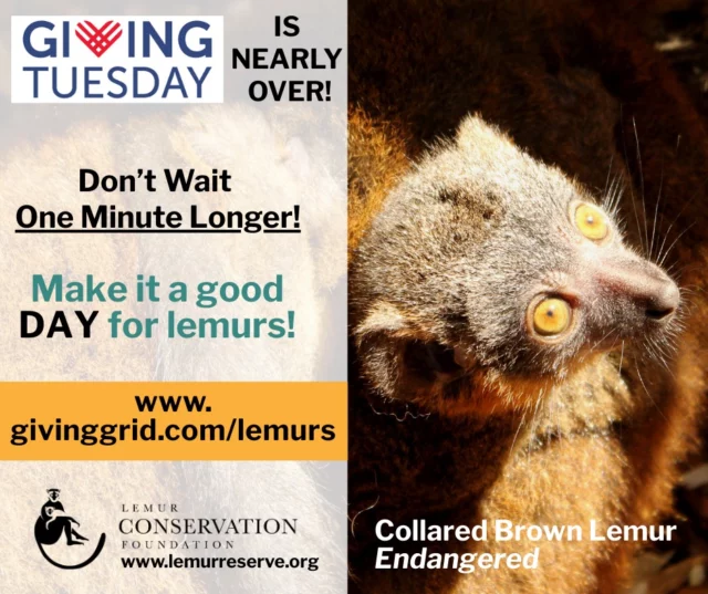 #GivingTuesday is nearly over but it's not too late to make a lifesaving difference for lemurs! Please give now to support LCF's worldwide lemur conservation efforts! 98% of lemurs face extinction - YOU can help us turn the tide! www.givinggrid.com/lemurs