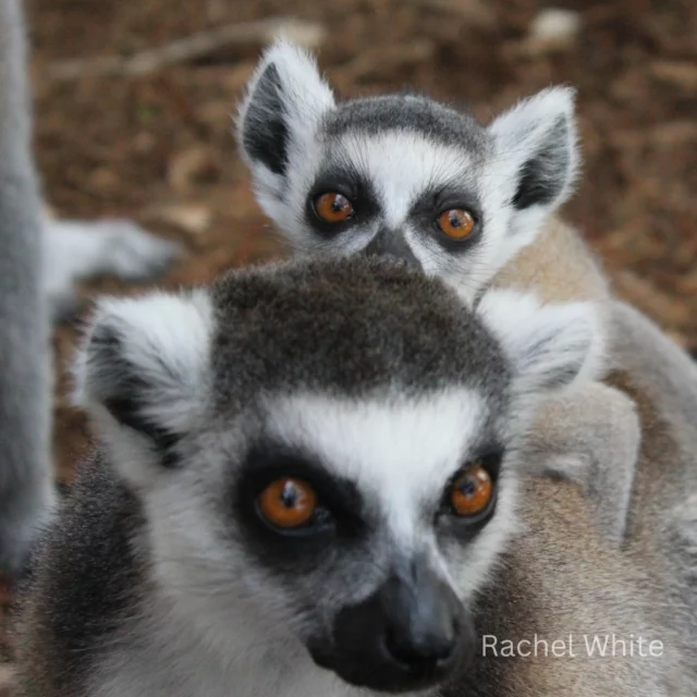 Happy New Years Day from young Tusker and his mother Dalia! 

The LCF team wishes everyone a wonderful start to 2026, and we'd like to thank you all for your continued support! May your new year be filled with laughter, love, and keeping up to date with our colony of lemurs!