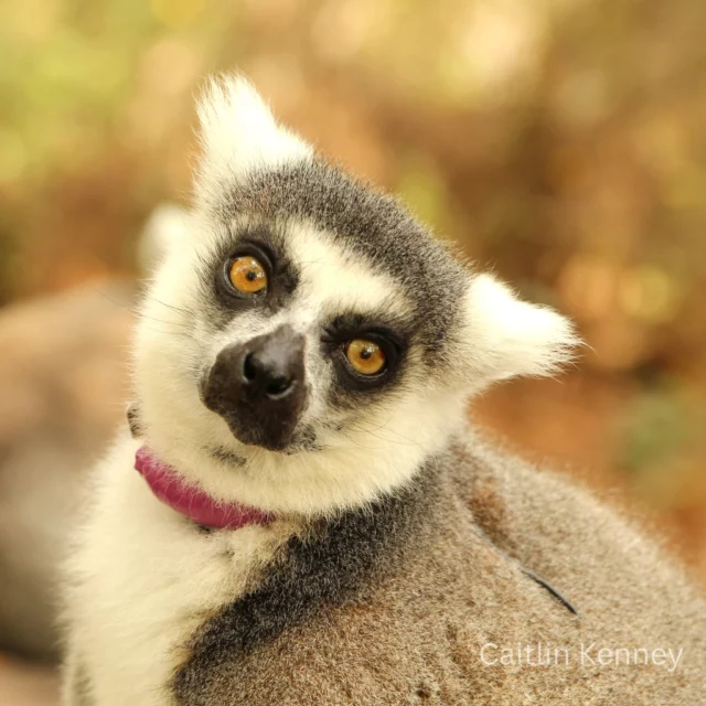 It's #featurefriday ! Every Friday, we want to give one of our lemurs the spotlight. This week's lemur is Ansell! 

Ansell is a female ring-tailed lemur who is 22 years old. Throughout her life, Ansell has had multiple offspring and known to be an attentive and loving mother! 

Ansell's caretakers know her as a laidback lady who loves to eat snacks and enjoys spending time with her groupmates Duffy and Yuengling. 

Stay tuned for next week's feature Friday!