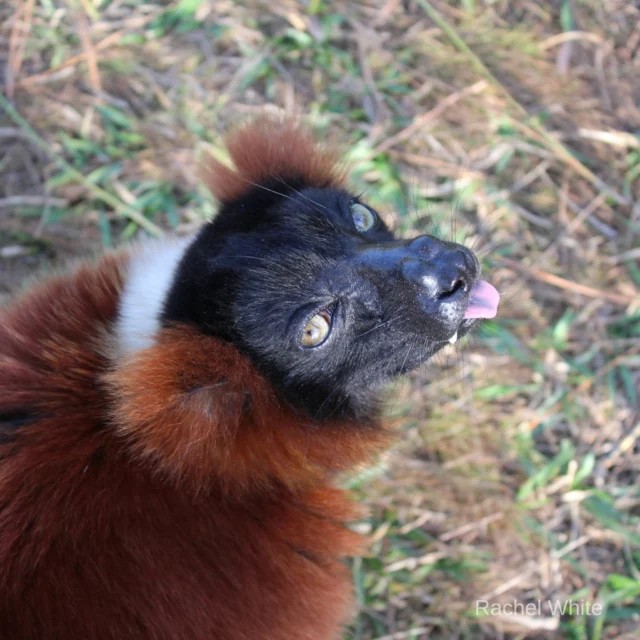 Happy #tongueouttuesday from our red-ruffed lemur Ravina!

This sweet female is a free-ranging forest lemur that lives with a group of other red ruffed lemurs: Tsikey, Tsambikey, and Rivotra. 

Ravina has a habit of sticking her tongue out, but we think it makes her all the more charming!