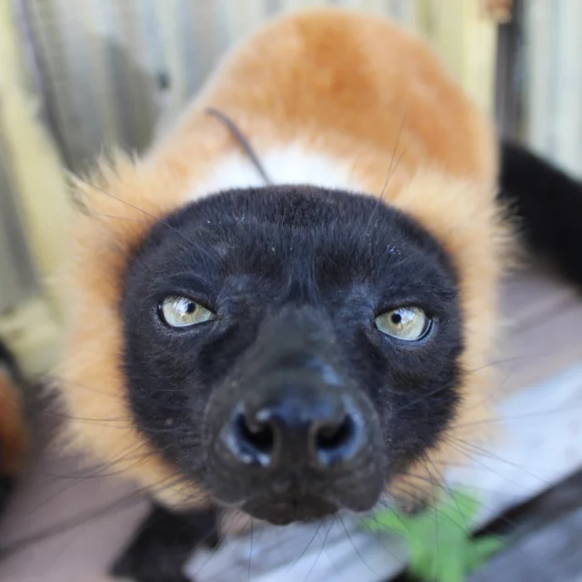 It's #FeatureFriday ! Every Friday we want to give one lemur from our colony the spotlight. This week's lemur is Rivotra!

Rivotra is an adult male red ruffed lemur who was born at LCF in 2008. As you'll see, Riv loves to lounge around the forest enclosure. He is the most experienced lemur on site to use the forest enclosures, as he has been since 2009! He lives with his groupmates Ravina, Tsmabikey, and Tsikey. 

His caretakers know him for his ability to relax in very peculiar positions and affinity for snacks and naps! 

Stay tuned for next week's feature Friday!