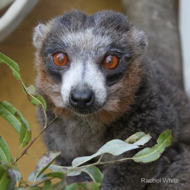 It's #FeatureFriday ! Every week, we want to give one of our lemurs the spotlight. This week is the one and only Mercedes! 

Mercedes, or known as Merced by his caretakers, is a 28-year-old male mongoose lemur (𝘌. 𝘮𝘰𝘯𝘨𝘰𝘻) who lives with his groupmate Leena, a female mongoose lemur. 

Merced has stolen the hearts from all caretakers alike. From his calm and gentle personality to heart-shaped face, we're confident that Merced brightens the day of every LCF staff member! 

Merced has this "heart-shaped" face due to scent marking, where he (and other mongoose lemurs) rubs his head on surfaces that pushes down the fur on the top.

Stay tuned for next week's feature Friday!