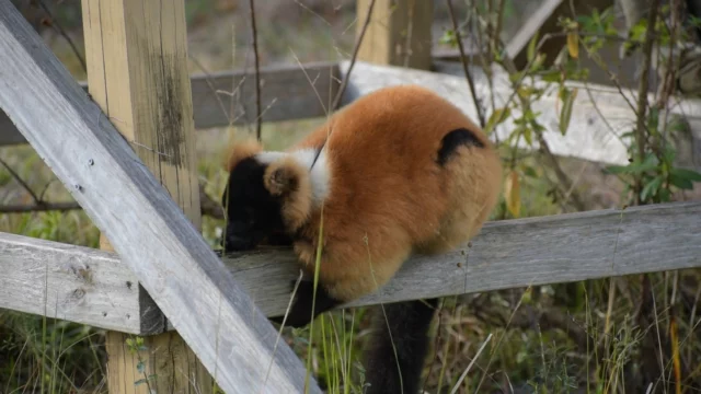 Though there are many different species of lemur all containing their own unique traits, one of many that they all share is their ability to scent mark. Above you'll see one of our male red-ruffed lemurs (V. rubra) Rivotra scent marking a wooden structure in his forest enclosure! 

A lemur's ability to scent mark comes from the use of glands located on either their wrists, chest, or the genital area. The reason for scent marking varies but usually centers around communication. 

For example, it could communicate social status or be a territorial indication. 

VIDEO CREDIT: Joe White