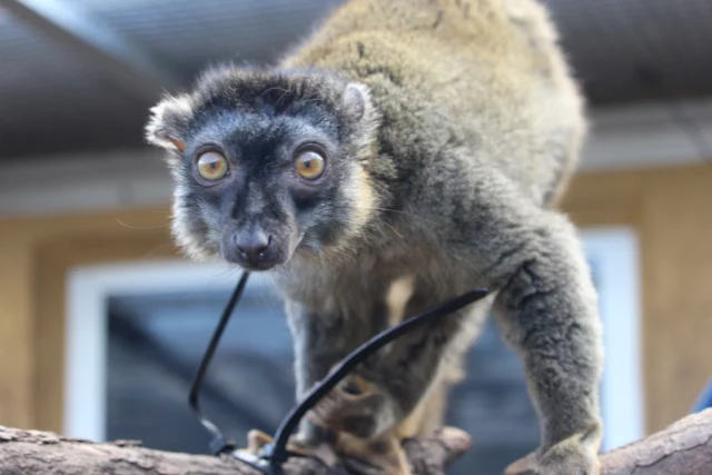 It's #wishlistwednesday! As a non-profit organization, Lemur Conservation Foundation greatly depends on the generosity and compassion of the public as we work to conserve and care for lemurs both in the wild and at our facility. 

If you are interested in helping our team care for our lemurs and ensure that every lemur's day is a great one, please see the link for our Amazon wishlist in our bio. 

The staff and the lemurs appreciate every donation, big and small - thank you so much for your continued support!