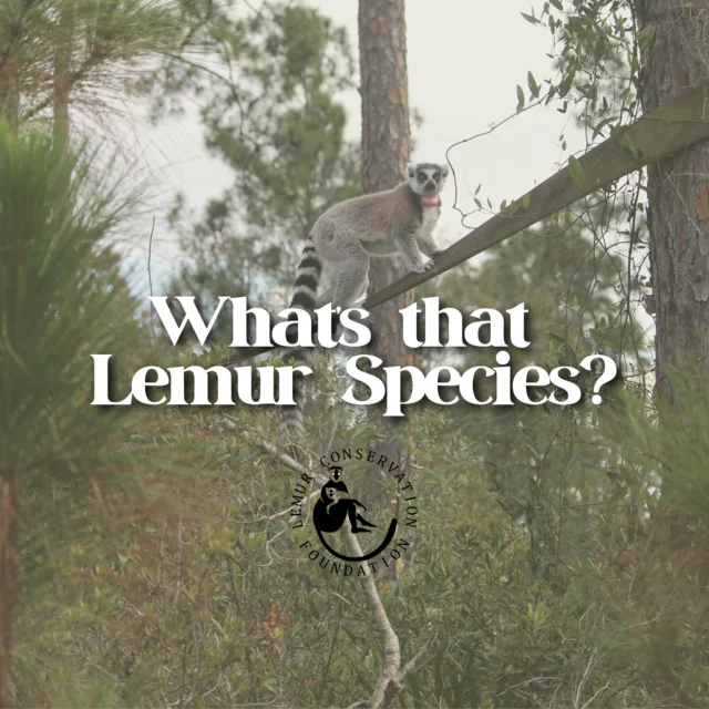 Our colony is made up of five distinct species of lemur, all with unique characteristics—swipe to find out which species is which!