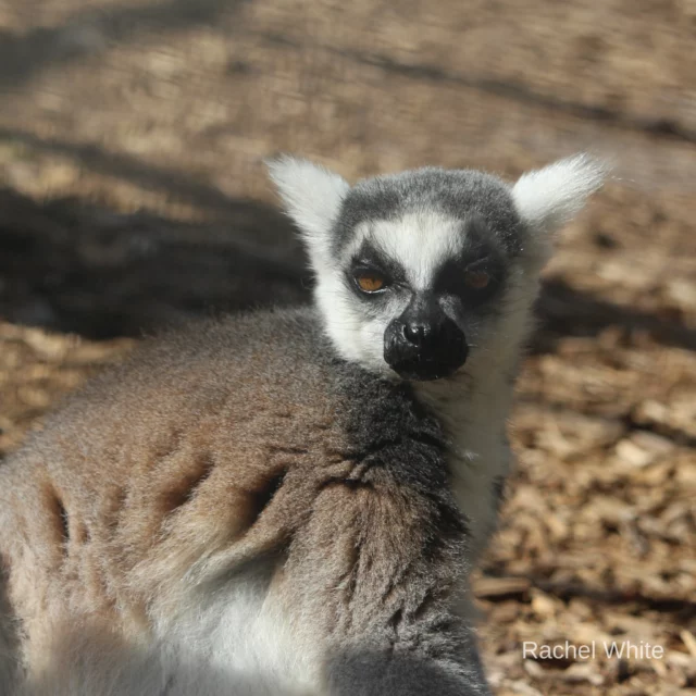 It's #FeatureFriday ! Every Friday, we want to give one of our lemurs the spotlight. This week's feature is Medella! 

Medella is a female ring-tailed lemur who arrived at LCF in 2010 after being confiscated from exotic pet ownership. While the Lemur Conservation Foundation is not a sanctuary, but rather a facility that participates in AZA conservation programs, after discussions with the AZA Prosimian Taxon Advisory Group (PTAG) and the unique circumstances of Medella's case, special accommodations were made for Medella to come live at LCF.

As a result of her life in the pet trade, Medella has exhibited aggressive behaviors towards humans, which is common among pet lemurs that were not raised in appropriate social environments. Though, with years of patience and devotion, LCF's caretakers have provided Medella with the highest quality of life alongside her groupmates Schaefer, Shiraz, and Malbec.

Let Medella be an example that lemurs, like other primates, never make appropriate pets. Ring-tailed lemurs live in large, complex social groups. Pet primates are often separated from their mothers at a very young age, and as a result, do not develop natural social skills which can result in life-long psychological and behavioral problems. 

Stay tuned for next week's feature Friday!