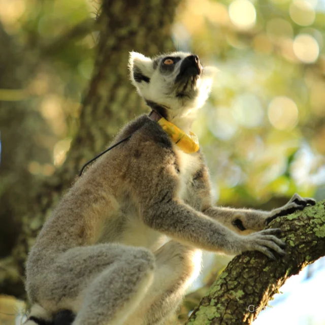 It is with heavy hearts that we share that our oldest, male ring-tailed lemur, Yuengling, has passed away.
 
Yuengling and his family were one of LCF’s most studied ring-tailed lemur groups, featured in research covering cognition, activity patterns, home range, diet, intestinal parasites, grooming behavior and fecal cortisol levels. He and his family have also helped dozens of student researchers learn the basics of field research, animal observation, primate behavior, and animal identification during LCF’s field school programs. 
 
In his later years, Yuengling underwent eye surgery to treat severe cataracts which led to increased, attentive care for the remainder of his life. For his keepers, it was a labor of love.

Prior to his passing, our team quickly noticed changes in Yuengling's behavior through diligent monitoring, and as days passed, his condition quickly deteriorated and the team made the humane decision to euthanize.

In honor of Yuengling's legacy, please donate to the Yuengling Senior Care Fund where gifts will be used to provide life-affirming medication, enrichment, care and other support to aging lemurs on LCF's reserve.

If you are interested in donating, please use the link in our bio for more details.

https://secure.qgiv.com/for/yuenglingseniorcarefund/