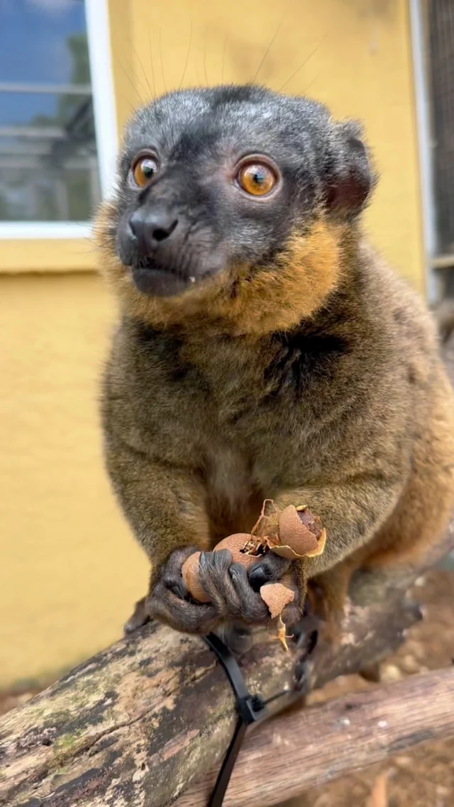 Take a moment to appreciate the sounds of snacking!

The snack in question, Tamarind, is one of many desirable food items we give to our colony of lemurs as a form of enrichment.
Tamarind trees produce pod-like fruits that have a sweet, pulpy inside that lemurs love to bite into and snack on!

Tamarinds are native to Africa, including Madagascar, where you can find every species of lemur!