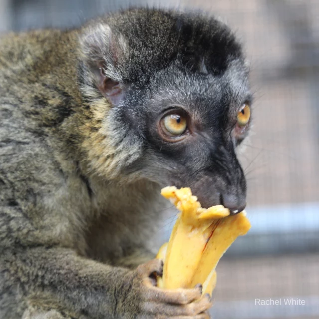 It's #FeatureFriday ! Every Friday, we want to give one of our lemurs the spotlight. This week's feature is none other than Zinfandel! 

Zinfandel, a common brown lemur (E. fulvus) was born at the Lemur Conservation Foundation in 2012. His mother is Shiraz and he currently lives with his brother, Muga. His caretakers know him as Zin and he has proven to be quite the quirky character amongst staff! 

Zinfandel was diagnosed with arthritis from an early age, which has created challenges for him throughout his life. Despite this, he has been nothing but strong-willed as the animal care team at LCF works diligently to ensure he lives a comfortable, fulfilled life.

Stay tuned for next week's feature Friday!