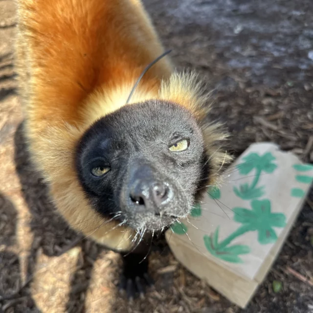 Happy St. Patrick's Day from the Lemur Conservation Foundation colony and team! 

We hope your day is filled with luck, joy, and a hint of shenanigans!