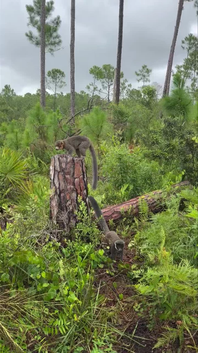 We interrupt your scrolling to show you our forest dwelling lemurs enjoying the sunshine!

At the Lemur Conservation Foundation, we have enclosed forest habitats where multiple groups of different species are able to utilize throughout the day. 

In this video, Lusia and Mateo, a pair of mongoose lemurs (E. mongoz), are roaming throughout one of our forest enclosures.