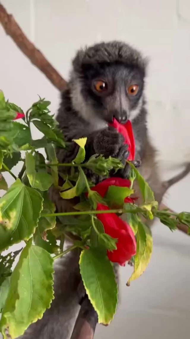 Happy first day of spring! In celebration of the sunshine and flowers, enjoy Xiomara snacking on some fresh, bloomed browse!

In this video, Xiomara is eating hibiscus leaves and flowers, which is one of many types of vegetation we provide our colony of lemurs on a weekly basis. 

We give our lemurs a variety of vegetation, or what is known as "browse", in order to promote natural behaviors such as foraging and grazing. Browse also serves as a secondary source of nutrition.