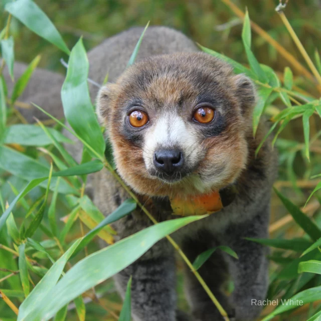 It's #FeatureFriday ! Every Friday, we want to give one of our lemurs the spotlight. This week's feature is Mateo!

Mateo is an 11-year-old male mongoose lemur who has stolen the hearts of every one of his caretakers due to his curious and gentle personality!

You may notice that Mateo's left cheek is larger than the right. Unfortunately, in 2023, he was diagnosed with an abnormal bone growth which has become larger over the past several years. Though this condition is chronic, the medical and animal care team remains diligent while closely monitoring Mateo's health to ensure he lives his most comfortable and fulfilled life at LCF.

Stay tuned for next week's feature Friday!