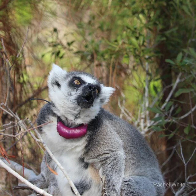 Have you ever wondered why some of our lemurs have a brightly colored collar around their necks? 

These collars are also known as radio collars that are used for radio telemetry. Radio telemetry is a technology that uses radio signals to determine the location of wildlife or objects; it is commonly used in wildlife tracking and research. 

At the Lemur Conservation Foundation, we have two large forest enclosures where several groups of different species are able to free roam. Every lemur that inhabits the forests has a radiotelemetry collar in order for our animal care team to locate them.