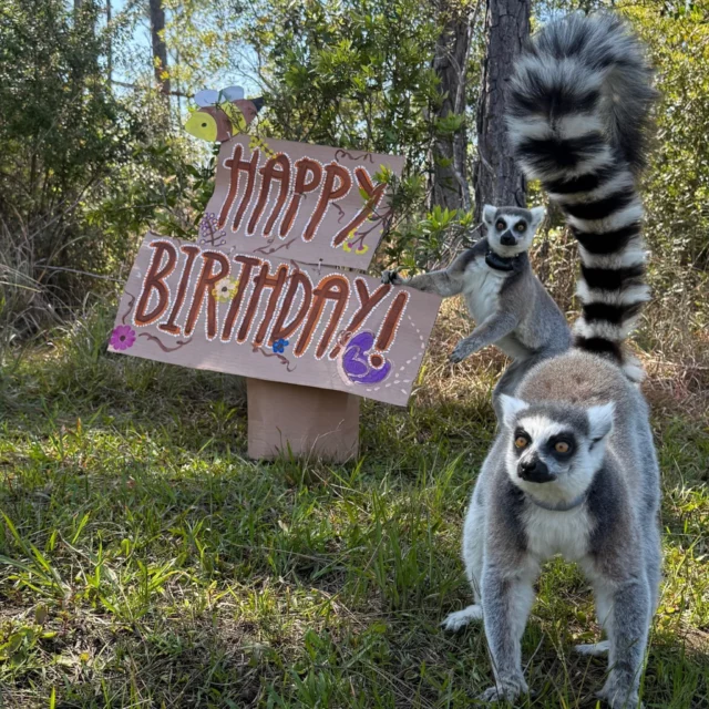 It's time to celebrate LCF's March Birthdays! 

Happy birthday to Danaerys, Khalessi, Olivier, Tsikey, and Vincent!