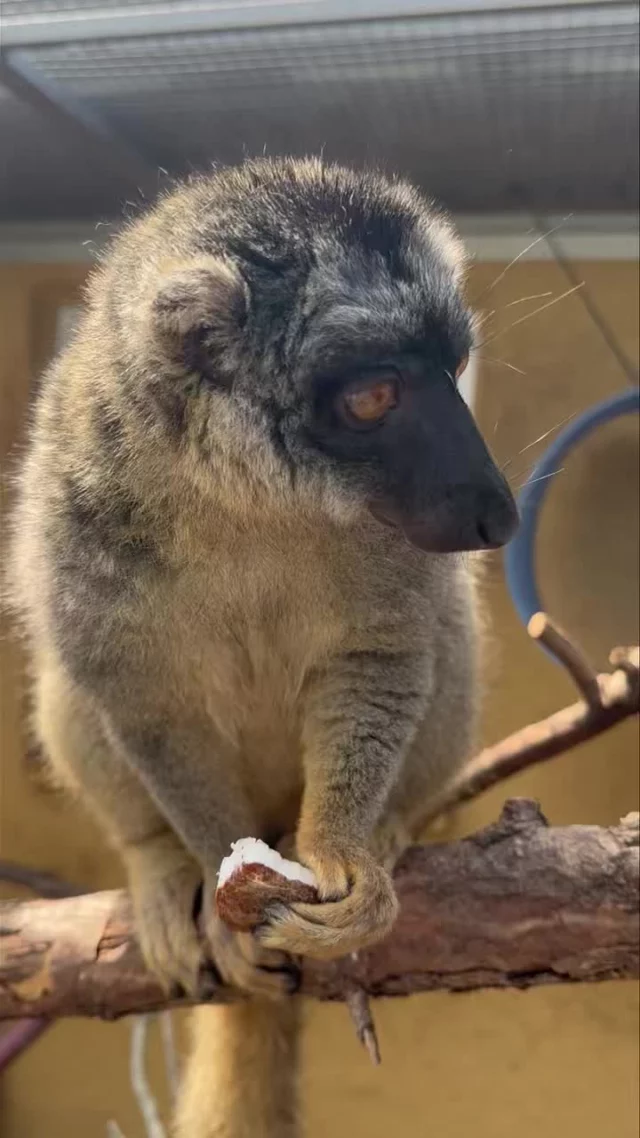 Muga is just about ready for summer as he enjoys a delicious piece of fresh coconut! 

On this day, coconuts were given as food-based enrichment. Coconuts provides our lemurs with a interesting texture, taste, and challenge to eat while also providing delicious water that they love to drink!