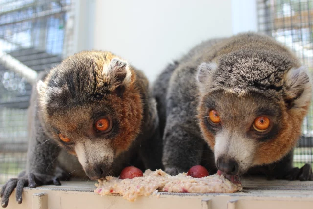 Happy National Sibling Day!

The colony at LCF are no strangers to the complexities of sibling dynamics ...but there will always be precious moments between them!