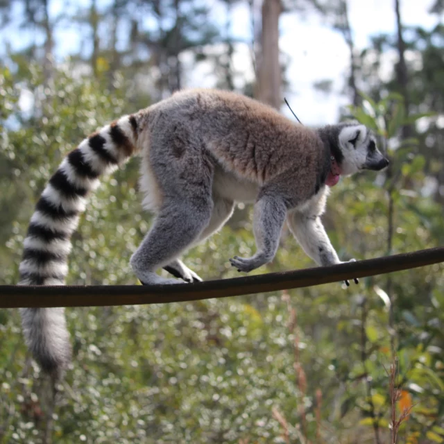 It's Feature Friday! Every week, we want to give one of our lemurs the spotlight. This week's feature is Duffy! 

Duffy, a female ring-tailed lemur (L. catta), is known by her caretakers as quiet and somewhat timid. She spends most of her time hanging out with her mother, Ansell, or exploring the forest enclosure. 

Stay tuned for next week feature!