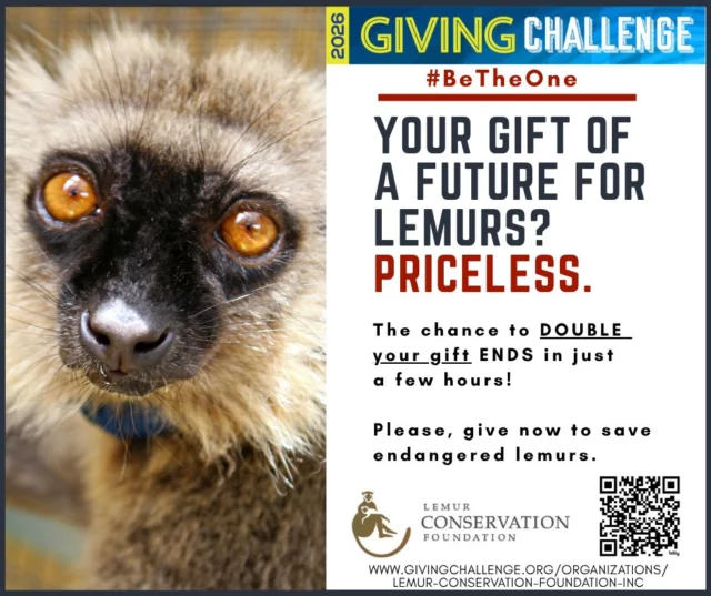 Just SIX HOURS left to DOUBLE your gift for endangered lemurs 🚨
💛 Care for senior lemurs
🩺 On-site vet equipment
🏡 Healthier habitats
🚜 Daily care across 130 acres
⏳ Time is running out → Give now
www.givingchallenge.org/organizations/lemur-conservation-foundation-inc