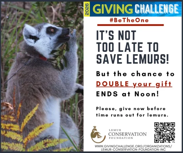 ⏰ Your gift will go TWICE as far—but only for TWO MORE HOURS.
Until noon (EST) today, every dollar you give will be matched dollar for dollar to help endangered lemurs get the care they urgently need.
That means:
💛 $50 becomes $100 for senior lemur care
🩺 $100 becomes $200 for on-site veterinary equipment
🏡 $250 becomes $500 for healthier habitats
👉 Don’t miss your chance to make TWICE the difference.
https://www.givingchallenge.org/organizations/lemur-conservation-foundation-inc