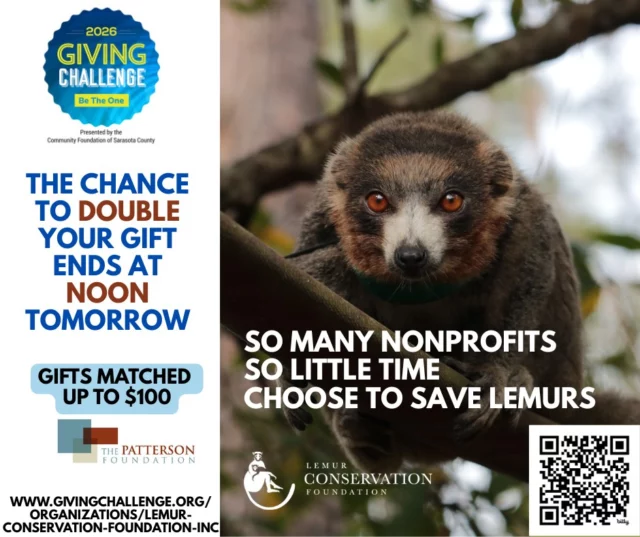 ⏰ A few more hours. That’s all we have.
To care for aging lemurs.
To reduce stress during lifesaving treatment.
To improve the spaces they call home.
To keep a 130-acre sanctuary running.
💛 Your gift makes it all possible.
Don’t wait—lemurs can’t.
https://www.givingchallenge.org/organizations/lemur-conservation-foundation-inc