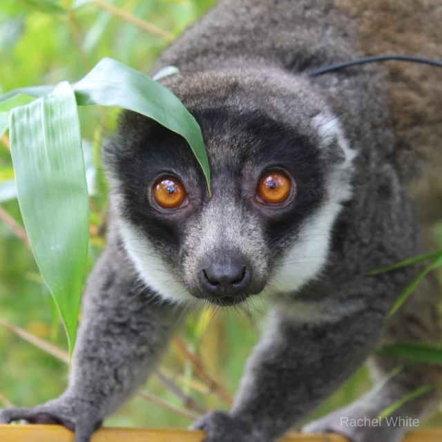 It's #FeatureFriday ! Every Friday, we want to give one our lemurs the spotlight. This week's feature is the lovely Lusia! 

Lusia is a female mongoose lemur (E. Mongoz) who lives with her groupmate, Mateo. Luisa is certainly a character at LCF—her caretakers know her for her adventurous and extroverted personality and affinity for stealing a snack. Though Luisa is often exploring her surroundings and engaging with enrichment, she will always find time to cuddle Mateo.

Stay tuned for next week's feature Friday!