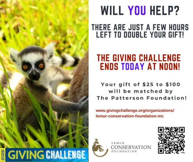 With your doubled impact, we can:
• Provide specialized care for aging lemurs
• Eliminate stressful transport for medical treatment
• Improve living spaces across the reserve
• Support daily care across 130 acres
But this match disappears in FOUR HOURS.
👉 Don’t miss your chance to make TWICE the difference.
www.givingchallenge.org/organizations/lemur-conservation-foundation-inc