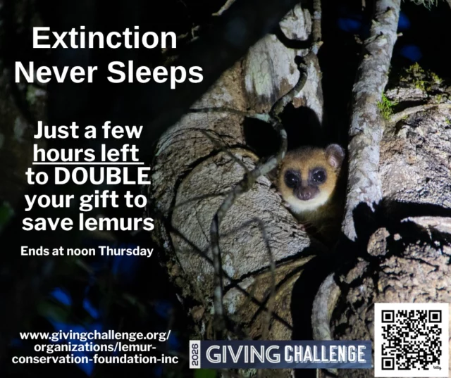 You know what's keeping us up tonight? Lemurs are competing with 750 organizations in a 24-hour Giving Challenge to get your attention and support for their survival. At noon today, the chance to double your gift for lemurs will be gone. Give now - then get a good night's sleep knowing you made a huge difference for endangered lemurs. www.givingchallenge.org/organizations/lemur-conservation-foundation-inc