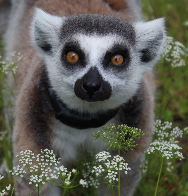 Happy Earth Day!

Let this day serve as a reminder of the importance that environmental conservation and sustainability hold for our planet. 

The International Union for the Conservation of Nature (IUCN) estimates that over 98% of lemurs will face extinction in the next 20 years. 

The Lemur Conservation Foundation is dedicated to the preservation and conservation of the primates of Madagascar through managed breeding, scientific research, education, and art.

Our managed breeding program, following recommendations from the Association of Zoos and Aquariums Species Survival Plans, is vital to preserving a genetic safety net for wild lemur populations.
