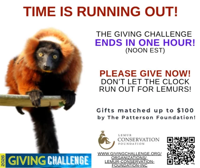 It's almost over. Just ONE HOUR left to DOUBLE your gift for lemurs.
Endangered lemurs need you for their survival.
Will you hear their plea and answer the call?
Time is almost up - for the Giving Challenge and for lemurs.
Thank you for caring and for taking action.
www.givingchallenge.org/organizations/lemur-conservation-foundation-inc