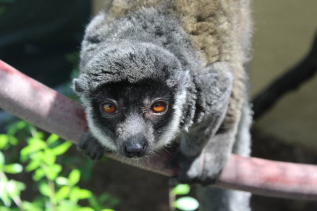 It's #FeatureFriday ! Every week, we want to give one of our lemurs the spotlight. This week's feature is Leena!

Leena is a fourteen-year-old female mongoose lemur. Leena came to LCF when she was 2 years old and has been with us ever since. Since then, she has lived with her groupmate Merced and has mothered quite a family at LCF, including familiar lemurs like Julio, Lonzo, and LaMelo!

Leena's caretakers know her for her gentle and sweet personality, and she can always be found cuddling Merced! 

Stay tuned for next week's feature Friday!