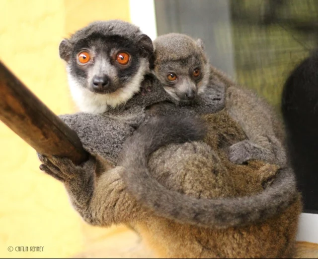 Happy Mother’s Day to all the lemur moms in our care 💐💐

Every infant born here represents hope for the future of these incredible species. As part of the AZA Species Survival Plans (SSP), we work with other accredited facilities to help maintain healthy, sustainable populations of endangered lemurs through carefully managed breeding recommendations. 

Today we are celebrating the moms - from first timers to experienced - who play such an important role in the future of their species ❤️