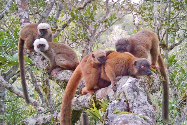 Madagascar Monday: Dr. Tim Eppley (Wildlife Madagascar) observed and videotaped rare mating of white-fronted brown lemurs in Madagascar! Most lemur species are only sexually receptive for a few days each year.
https://www.discoverwildlife.com/animal-facts/white-fronted-lemurs-mating