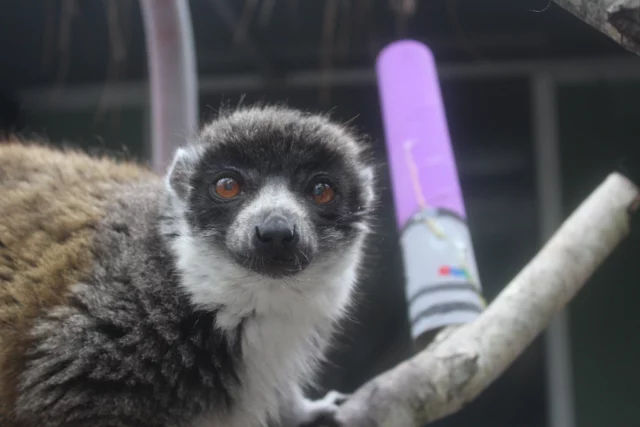 Lemur social dynamics can be complicated, but what happens when you add mystical energy and hyperspace technology into this mix? 

Happy (belated) May the 4th from the Lemur Conservation Foundation!