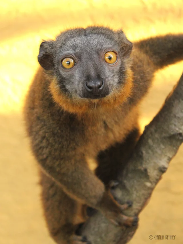 It’s #FeatureFriday ! This week, we are shining the spotlight on Jolene🐾, a sweet 12-year-old female collared lemur (E. collaris) beloved by the staff at LCF. Though Jolene lives with severe arthritis in her wrists and ankles, she is a superstar during her cold laser therapy sessions with her keepers. This gentle treatment helps keep her moving comfortably.

When she isn’t acing her therapy sessions, Jolene is happily snuggling with her grandson, Voltaire☀️. The LCF staff describes her as a sweet, banana-loving girl whose perfect day involves munching on a fresh banana and enjoying some cozy downtime.🍌

Stay tuned for next week’s feature! 
#featurefridays #lemur #lemurconservationfoundation