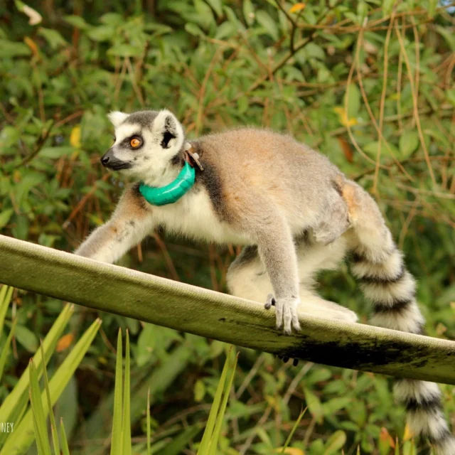 It’s #FeatureFriday!  We are resuming our featured Lemurs every Friday. This week’s feature is Goose!

Meet Goose, he has an inspiring story! Goose, is an 11 year old Ring-tailed Lemur (Lemur catta). When Goose was young he suffered complications from wounds to his leg sustained by a hawk. To avoid further issues or threats to his overall health, vets needed to amputate the leg. That hasn’t slowed him down one bit—he enjoys climbing, exploring, and foraging alongside his mate, Dalia, and their offspring. His favorite treat is bananas, but he’s just as excited for sweet potatoes and other tasty veggies!
