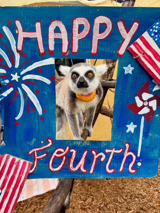 Happy Fourth of July from LCF! 

Celebrating 4th of July “poolside”☀️⛱️
Our lemurs are enjoying some special 4th of July enrichment created by our amazing animal care team! 🍉 
🎂Double the celebration today: A huge happy birthday shoutout to Finch our ring-tailed lemur, who’s turning 4 years old! 🎇