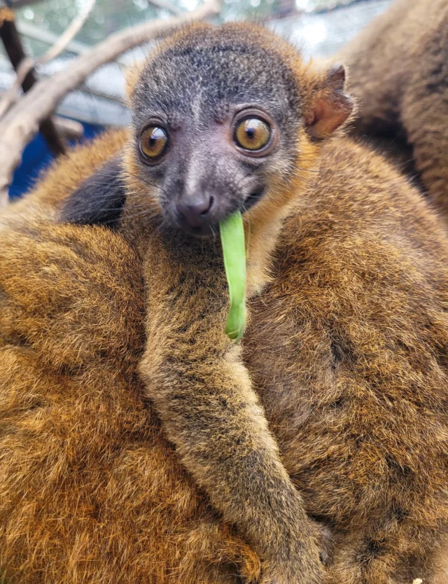 Hello!

We are thrilled to welcome our newest addition: infant, collared lemur (E. collaris), Brienne!
 Born on April 16, 2026, to mom Isabelle and dad Vincent, Brienne joins her family with her twin brothers, Ange and Donovan. While she still likes to stay close to her mom, she has recently started exploring on her own and loves approaching keepers for her favorite treat—grapes! She is also a big fan of the browse (branches with leafy vegetation) gathered by our dedicated keeper staff. 
We can’t wait to watch Brienne’s confidence grow alongside her family!🩷
 #collaredbrownlemur #lemur #lemurconservationfoundation #family