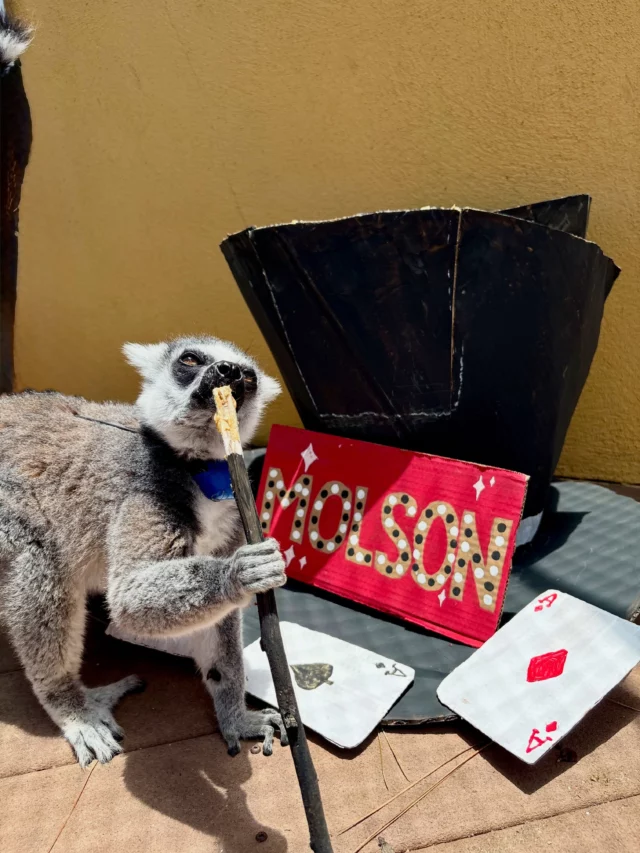 It’s #molsonmonday and the main man is turning 23🎂🎉! 23 is officially the magic number 🪄because today we are celebrating his iconic magic birthday.
The team at LCF is obsessed with Molson, so we’re bringing you #molsonmonday to cure your Monday blues.
Molson is a male ring-tailed lemur (L. catta). He lives with his friends Khalessi and Danaerys. Molson stands out with his blue radio collar, and his easy-going personality. Molson loves corn on the cob and sweet treats such as grapes, raisins, and bananas.
Abracadabra! ✨🎩 For his 23rd birthday, we threw Molson a magician-themed party, and to no one’s surprise... he absolutely loved it. #molsonmonday #lemurlife