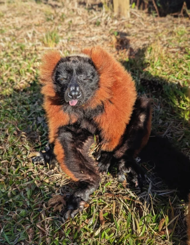 You’ve heard of #MolsonMonday, but now we’re hitting you with #TongueOutTuesday!

Pictured above is red-ruffed lemur, Ravina ❤️